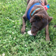 Abby enjoying a serving of Frosty Paws ice cream for dogs